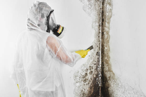 Home Mold Removal in Carl Junction, MO