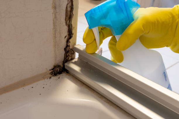 Best Black Mold Removal  in Carl Junction, MO