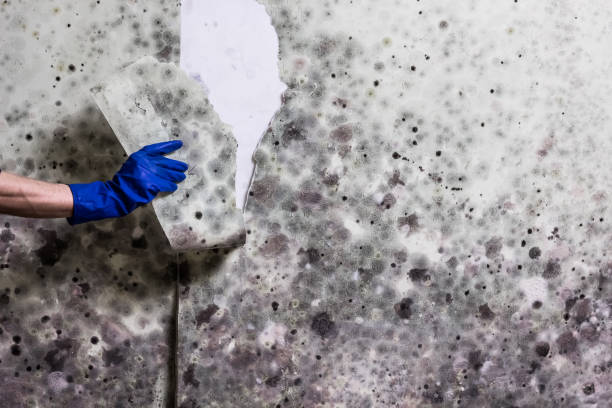 Best Black Mold Removal  in Carl Junction, MO